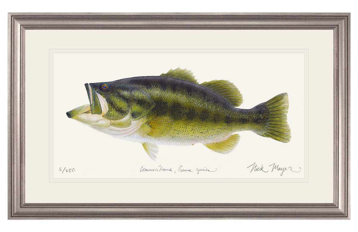 Largemouth Bass Print
