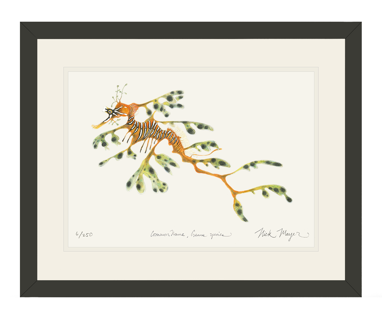 Leafy Seadragon Limited Edition Print