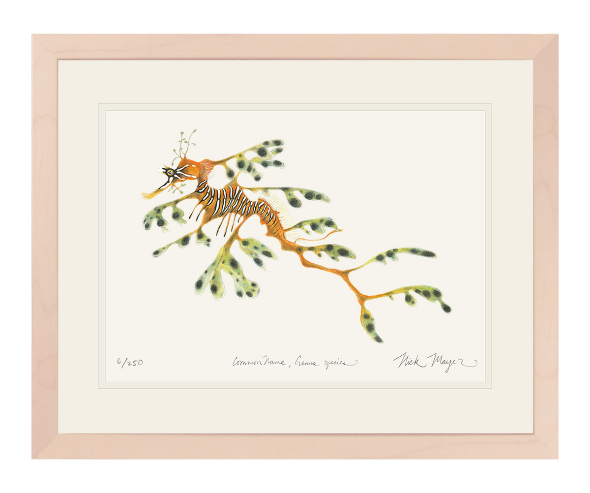 Leafy Seadragon Print