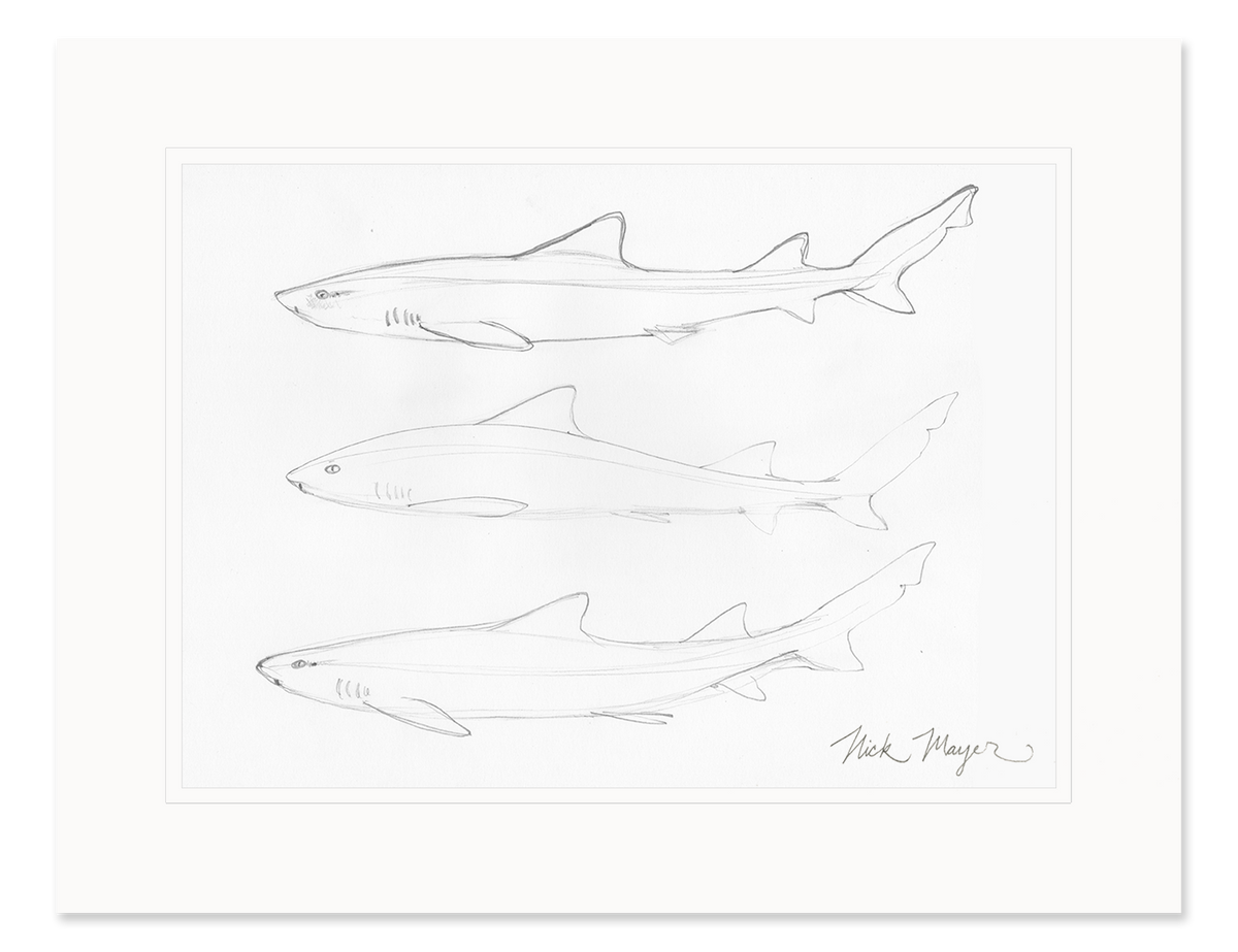 Leopard Shark Study Original Pencil Sketch