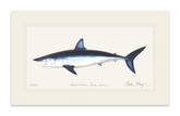 Mako Shark Print