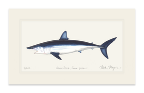 Mako Shark Print