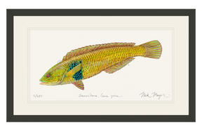 Male Rock Wrasse Print