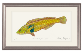 Male Rock Wrasse Print
