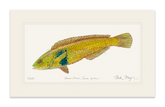 Male Rock Wrasse Print