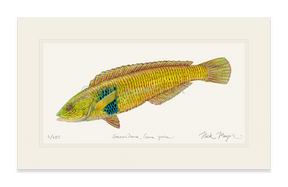 Male Rock Wrasse Print