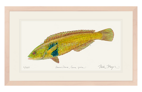 Male Rock Wrasse Print