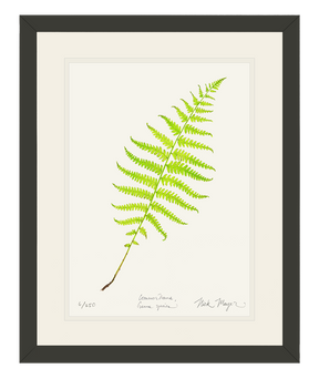 Marsh Fern Print