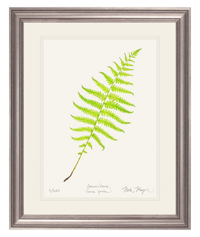 Marsh Fern Print