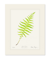 Marsh Fern Print