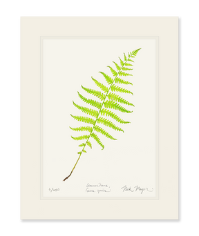 Marsh Fern Print