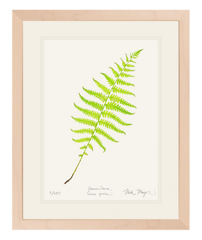 Marsh Fern Print