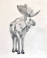Moose Study Unframed Original Pencil Drawing