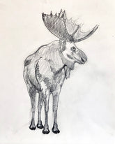 Moose Study Unframed Original Pencil Drawing