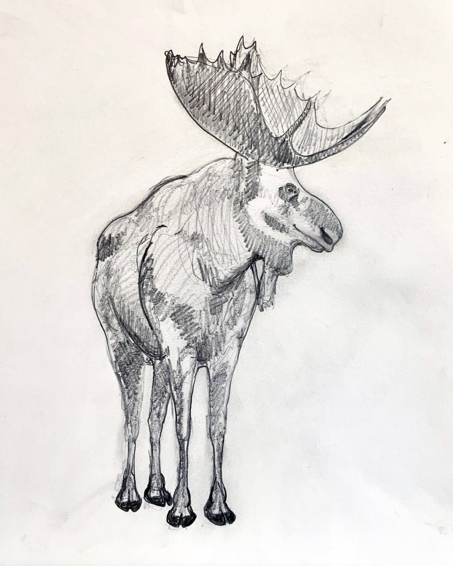 Moose Study Unframed Original Pencil Drawing
