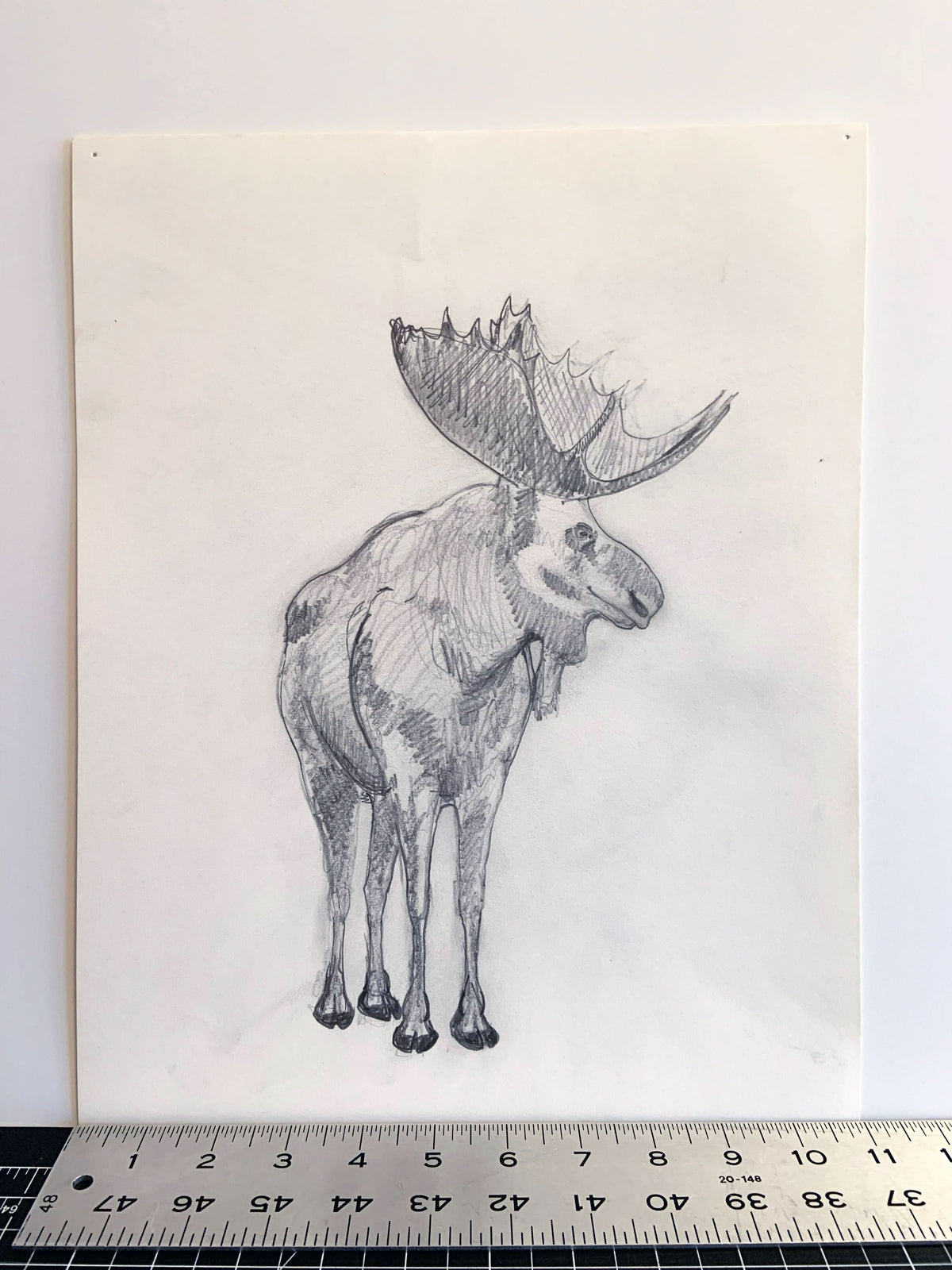 Moose Study Unframed Original Pencil Drawing