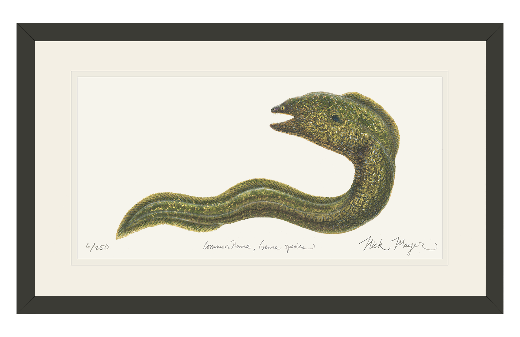 Moray Eel Limited Edition Print