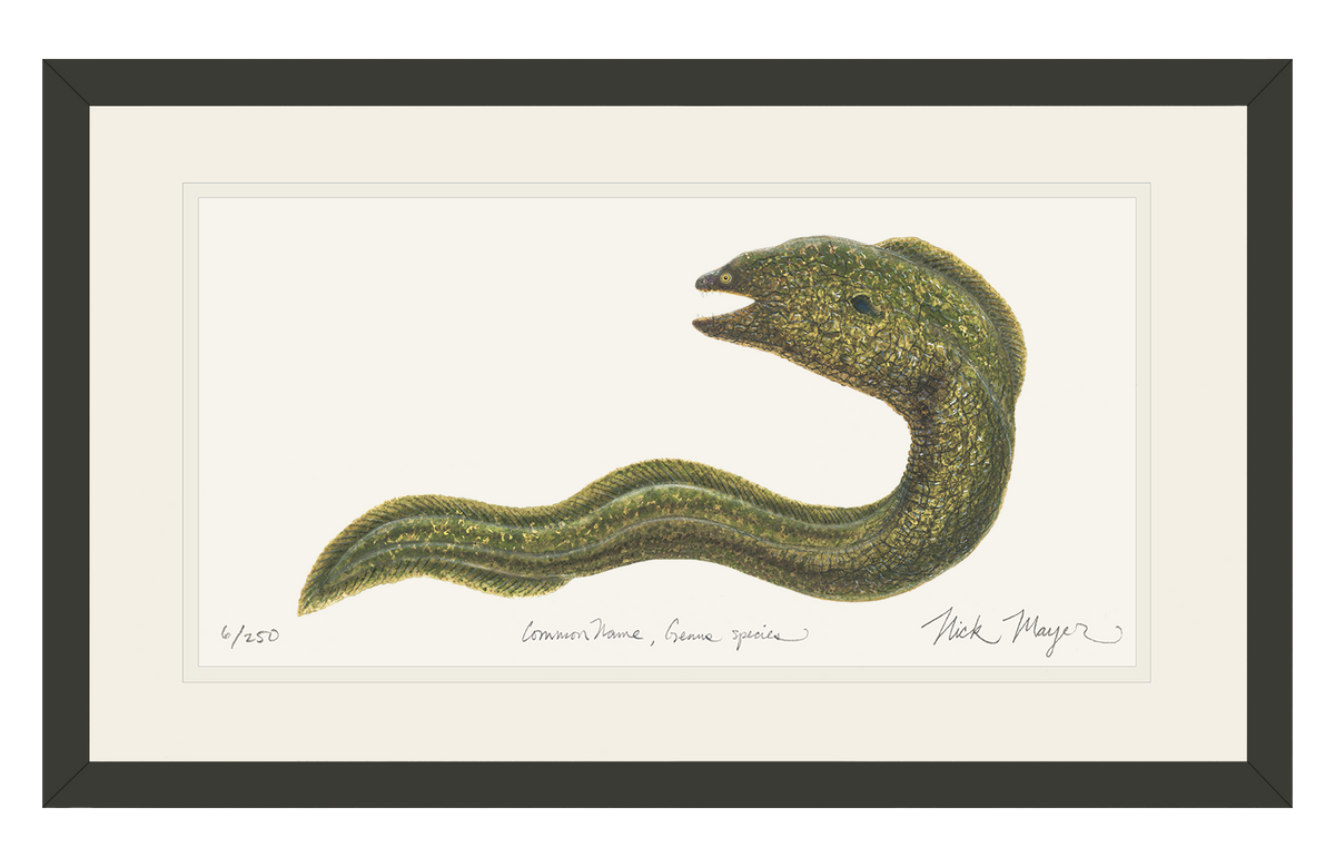 Moray Eel Print