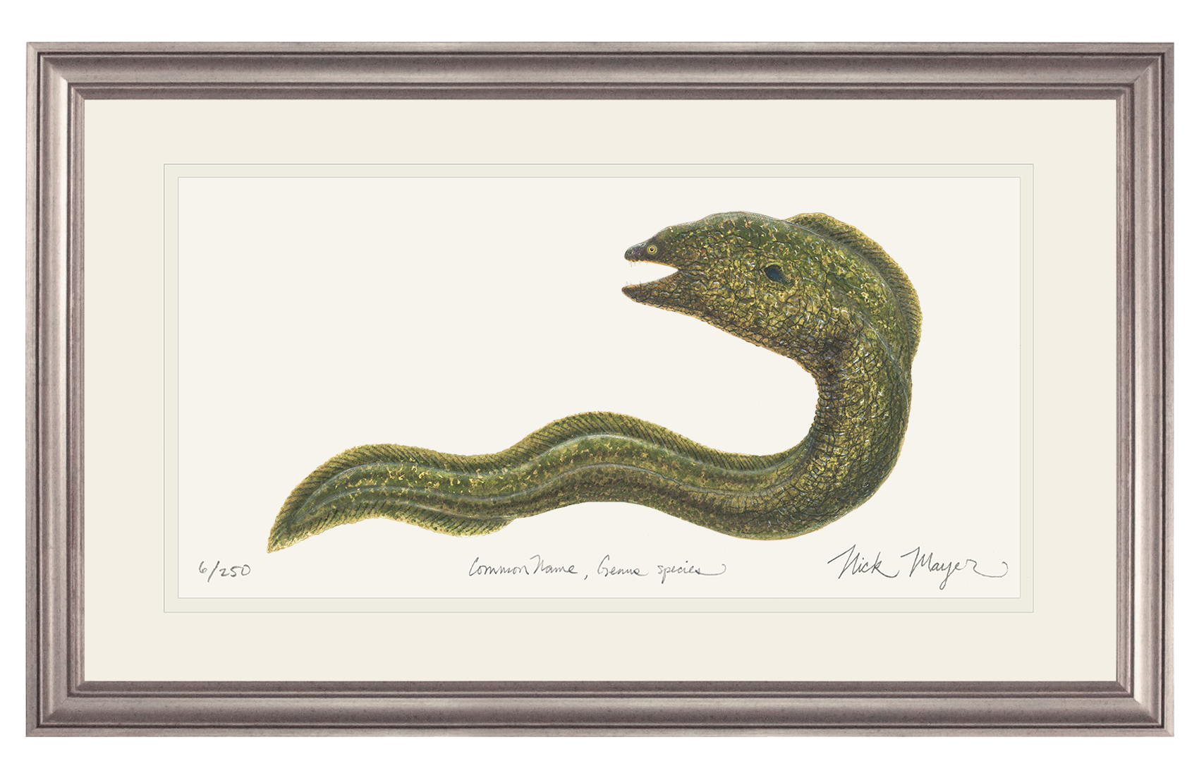 Moray Eel Limited Edition Print