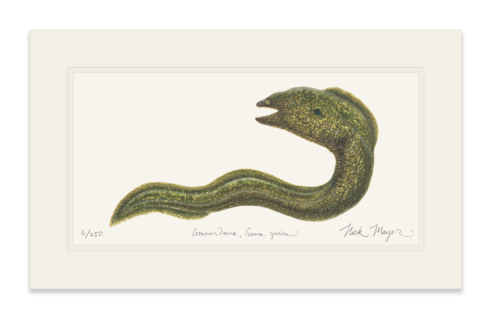 Moray Eel Limited Edition Print