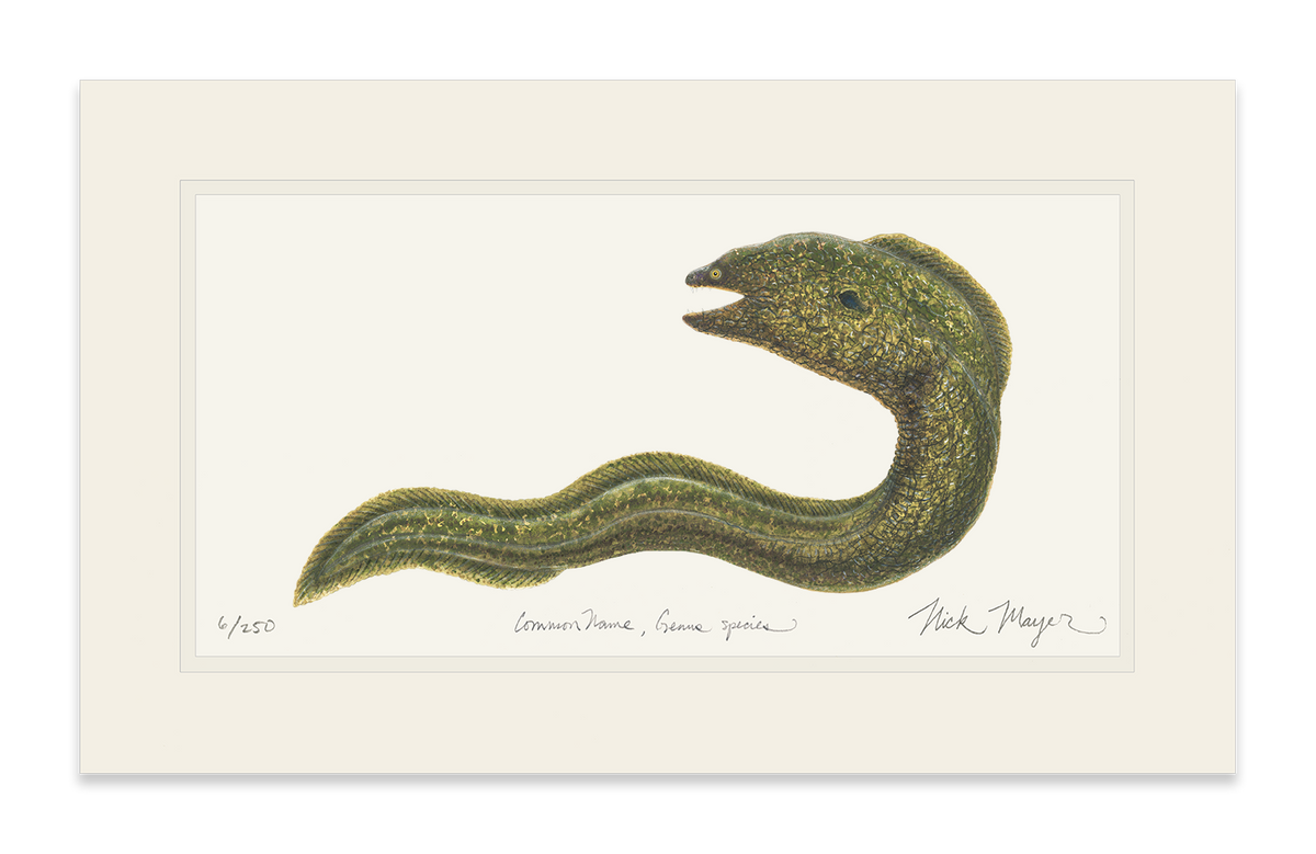 Moray Eel Print