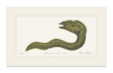 Moray Eel Print