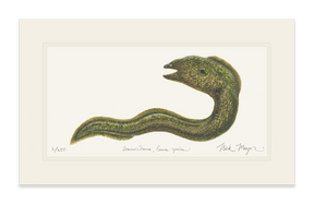 Moray Eel Print