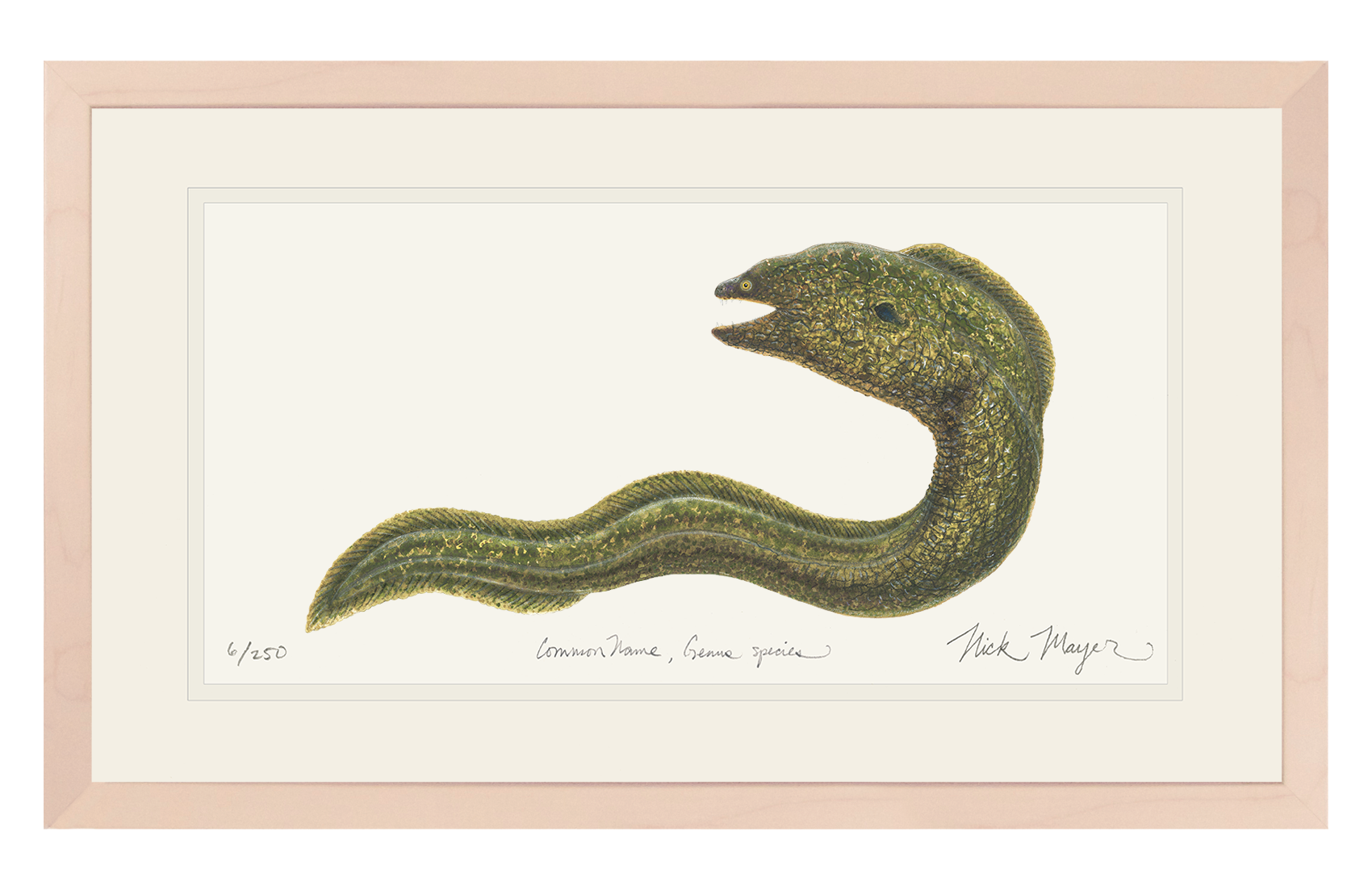 Moray Eel Limited Edition Print