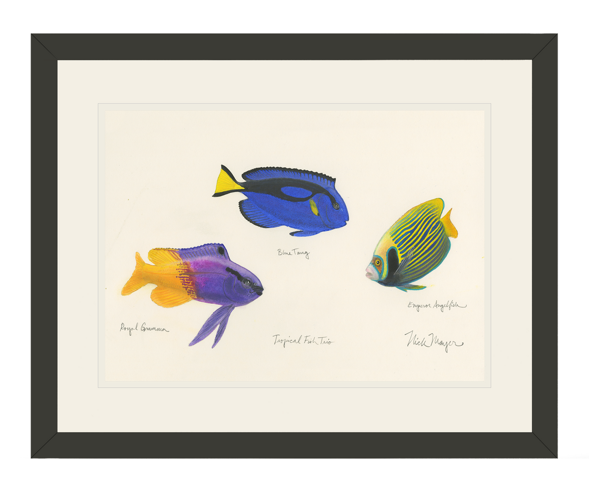 Tropical Fish Trio