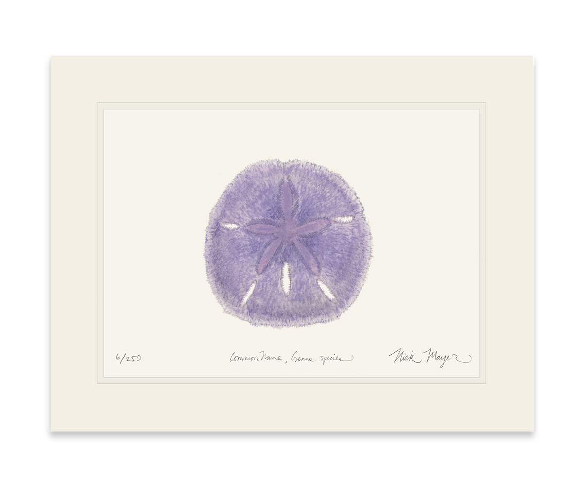 Purple Sand Dollar Print
