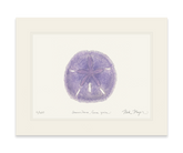 Purple Sand Dollar Print