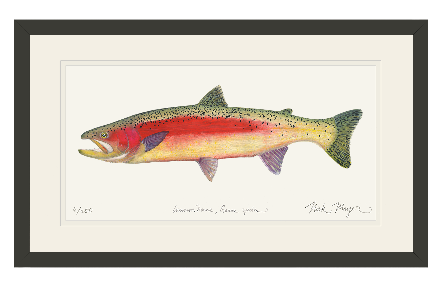 New Zealand Rainbow Trout Limited Edition Print