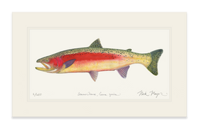 New Zealand Rainbow Trout Print