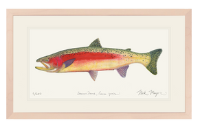 New Zealand Rainbow Trout Print