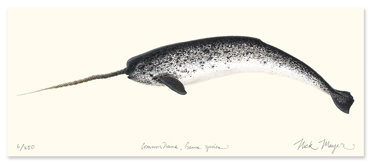 Narwhal Masterwork Canvas