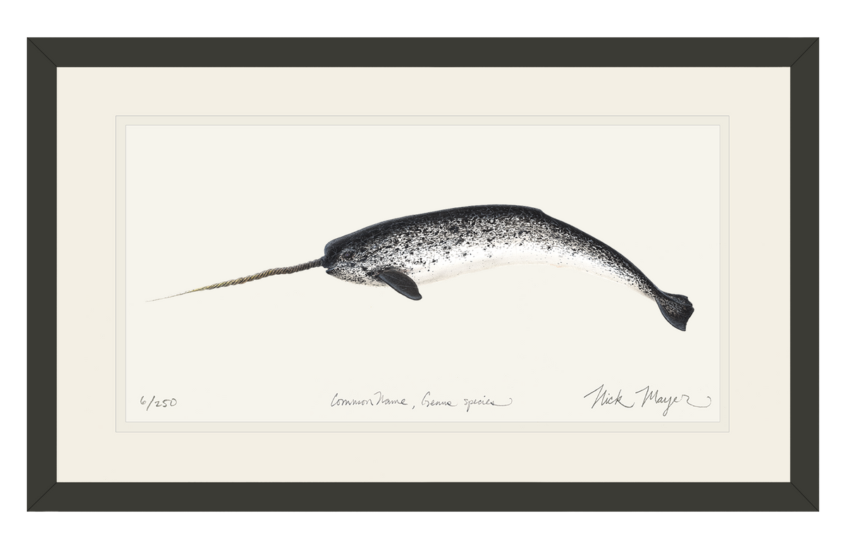 Narwhal Print