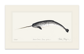 Narwhal Print