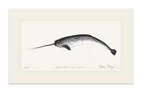 Narwhal Print