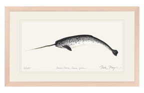 Narwhal Print