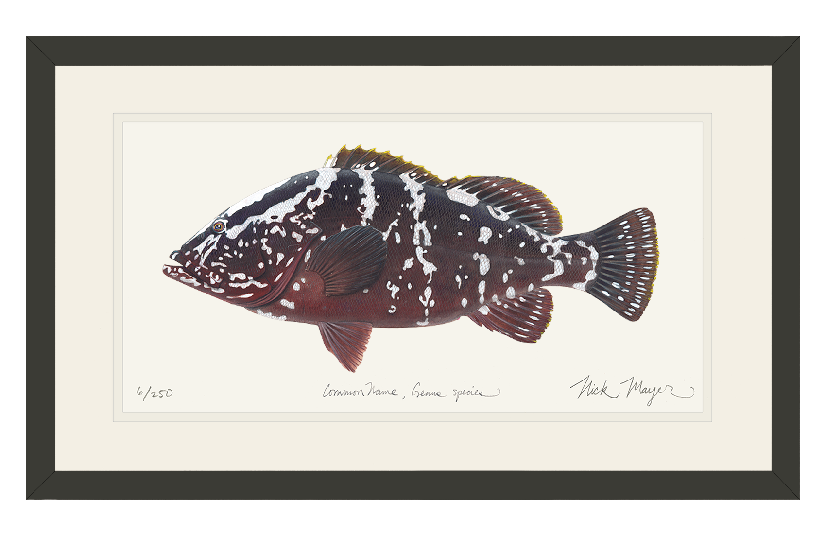 Nassau Grouper Limited Edition Print