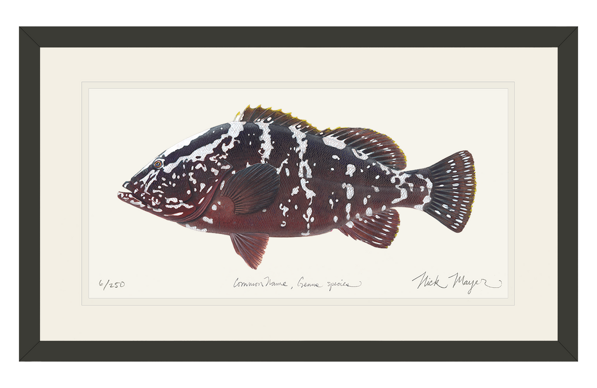 Nassau Grouper Print