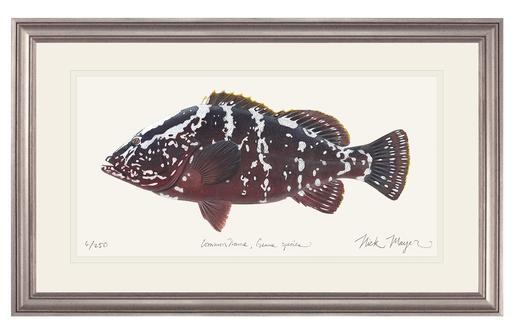 Nassau Grouper Limited Edition Print