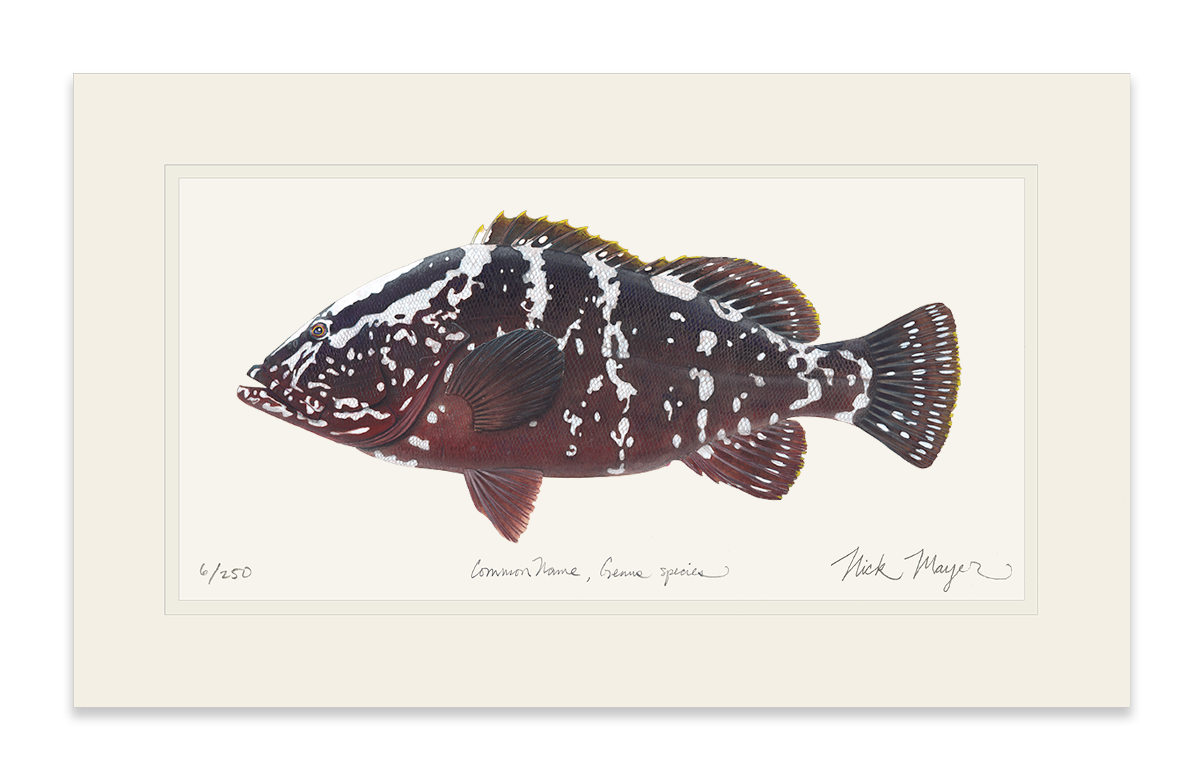 Nassau Grouper Limited Edition Print