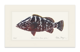 Nassau Grouper Print