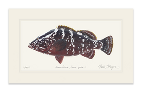 Nassau Grouper Print