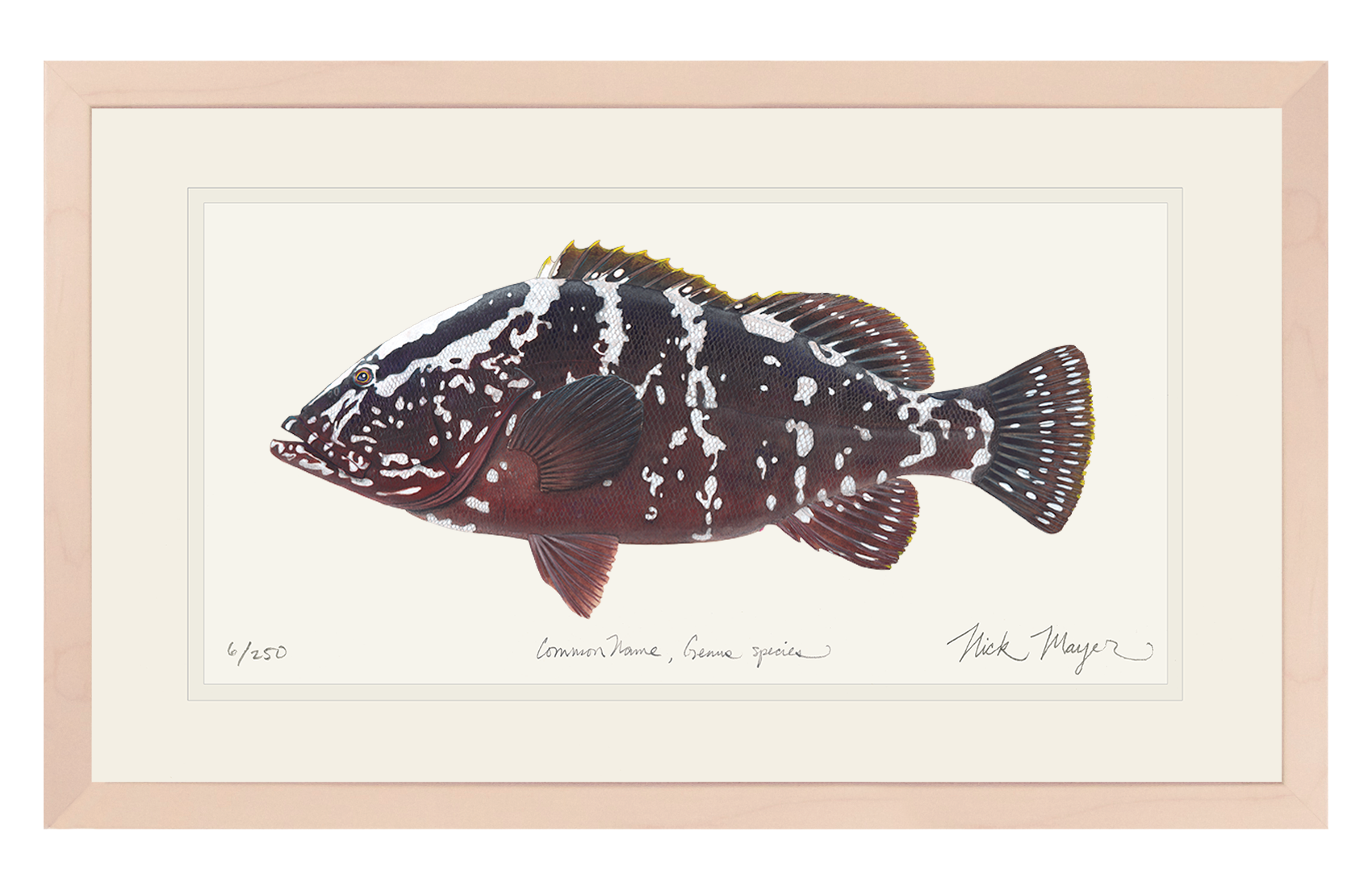 Nassau Grouper Limited Edition Print