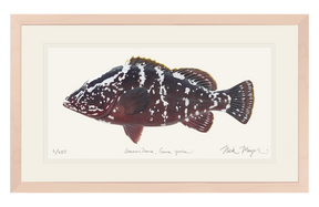 Nassau Grouper Print