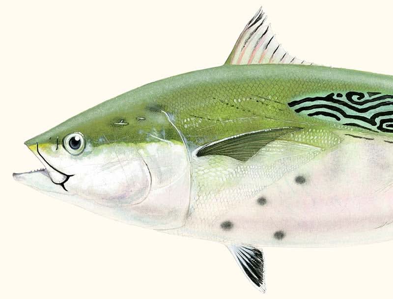 False Albacore IV Limited Edition Print - Best Seller