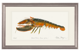 Northern Lobster II Original Watercolor Painting