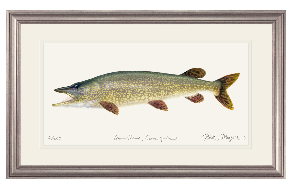 Northern Pike Original Watercolor Painting